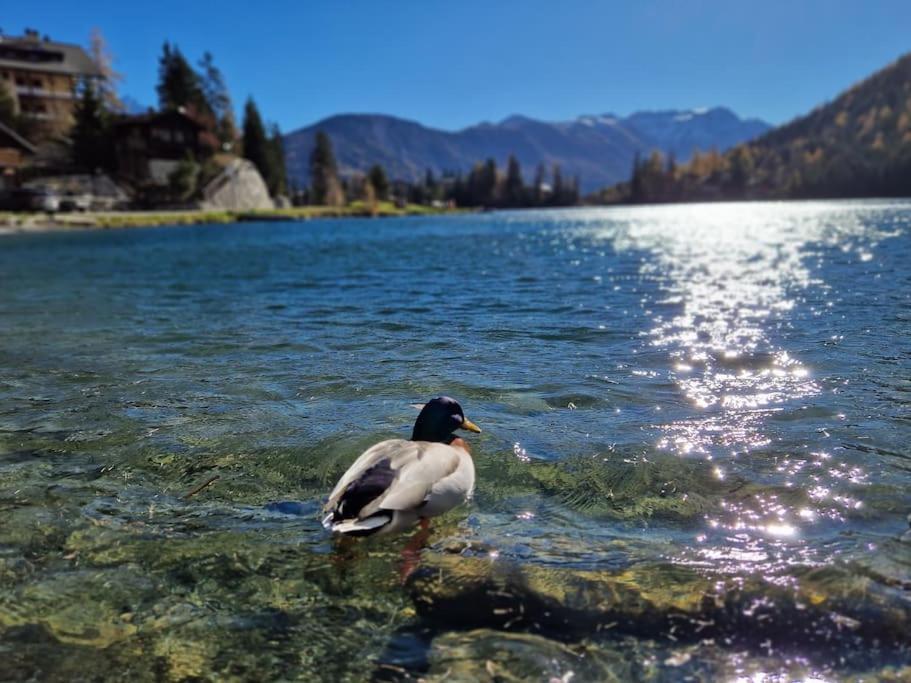 Superbe Appartement Champex-Lac Avec Piscine Et Sauna Exterior photo